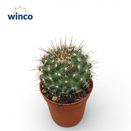 Mammillaria Ginsa Maru