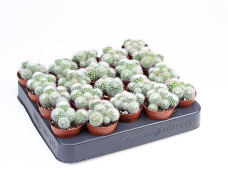 Mammillaria Spinosissima Albata