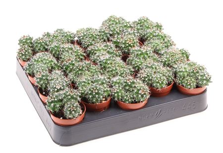 Mammillaria Nejapensis