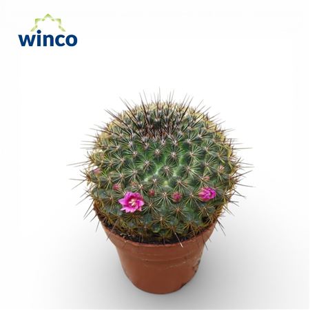 Mammillaria Ginsa Maru (flowering)
