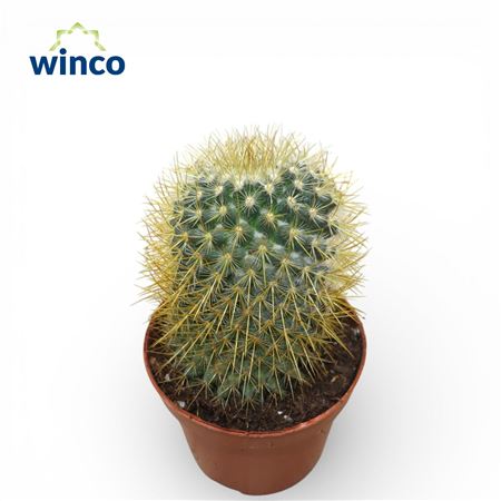 Маммилярия Принглей