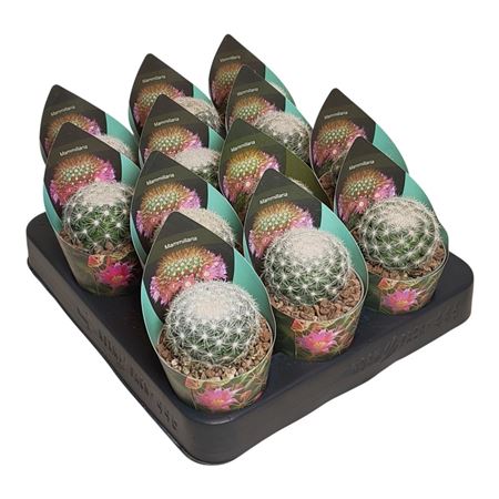 Mammillaria Candida Potcover