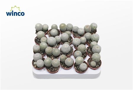 Mammillaria Microthele Superfina (group)