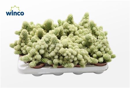 Mammillaria Elongata Xl