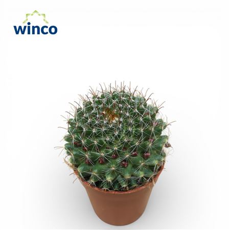 Mammillaria Zeilmaniana (flowering)