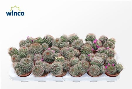 Mammillaria Ernestii Rubrispinus (group)