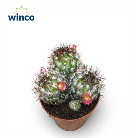 Mammillaria Elongata Cristata