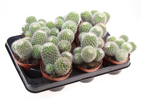 Mammillaria Ernestii