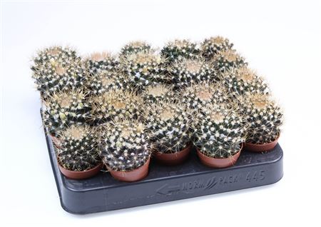 Mammilaria Nivosa E