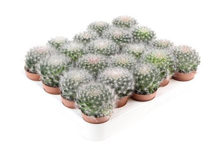 Mammillaria Bocasana