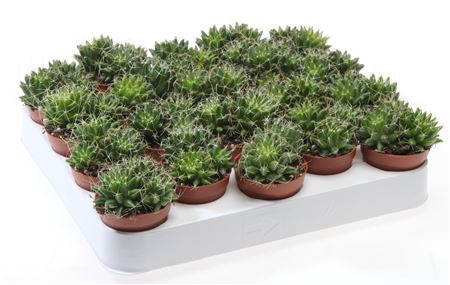 Cactus Mammillaria Camptotricha