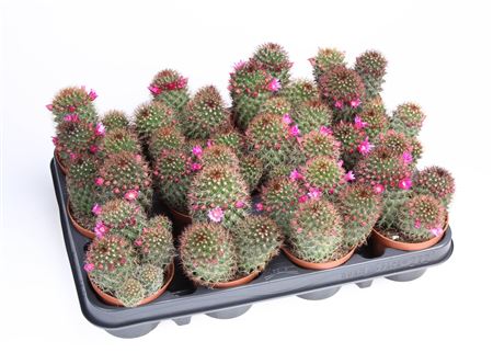 Mammillaria Bloei Ernestii