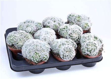 Mammillaria Plumosa