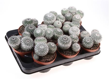 Mammillaria Klissingiana