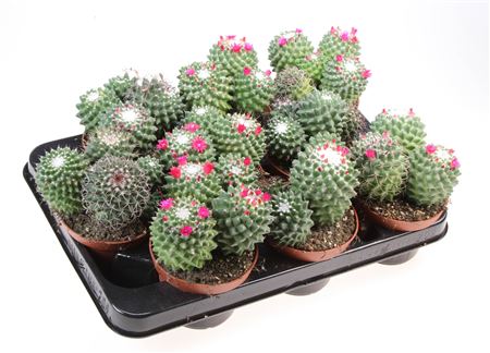Mammillaria Toluca