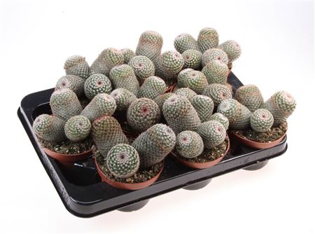Mammillaria Matudae