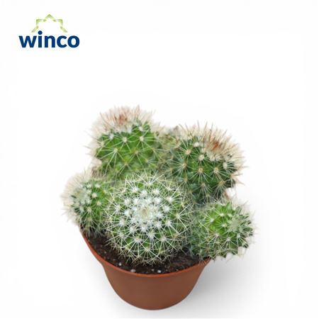 Mammillaria Ernestii Albispinus (group)