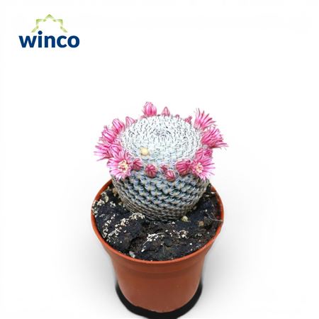 Mammillaria Microthele Superfina (flowering)