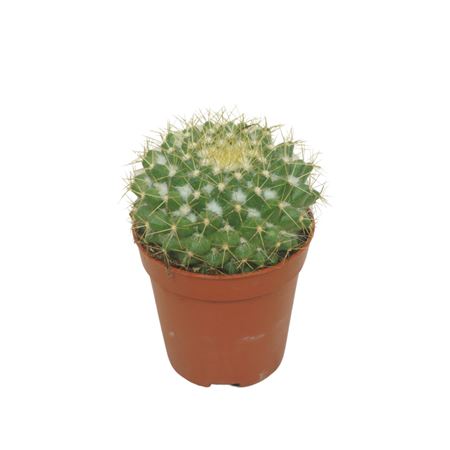 Mammillaria Marksiana