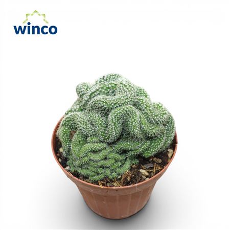 Mammillaria Elongata Cristata