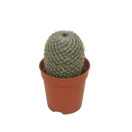Mammillaria Matudae
