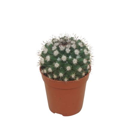 Mammillaria Voburnensis