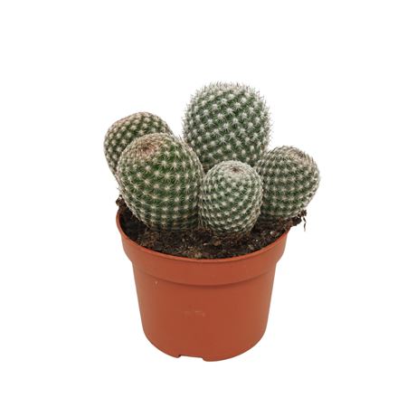 Mammillaria Matudae