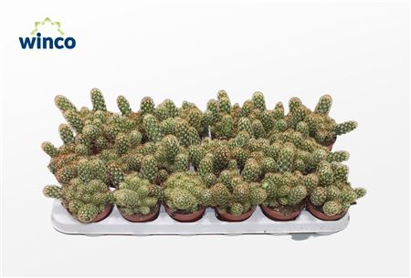 Mammillaria Elongata