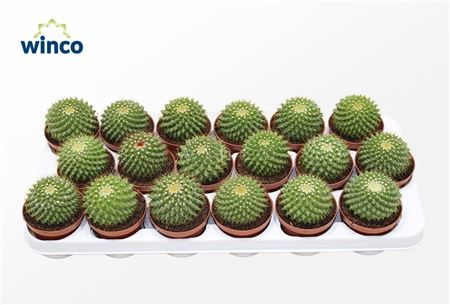Mammillaria Marksiana