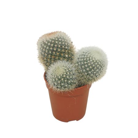 Mammillaria Pilcayensis 5,5 Cm