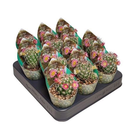 Mammillaria Microhelia Potcover