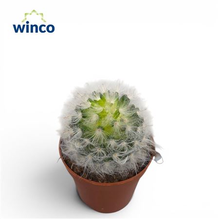 Mammillaria Albicoma