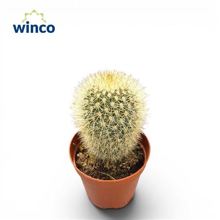 Mammillaria Pringlei
