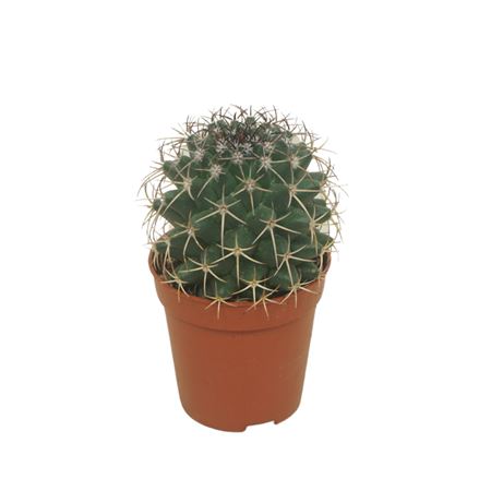 Mammillaria Hildagensis 5,5 Cm