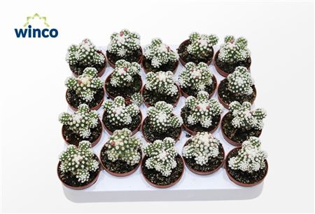Mammillaria Gracilis (snowcap) (flowering)