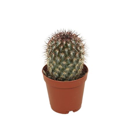 Mammillaria Microhelia 5,5 Cm