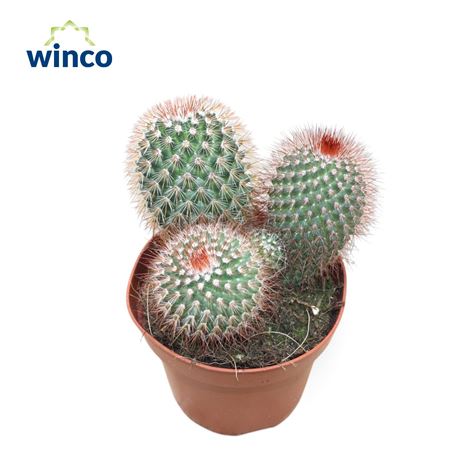 Mammillaria Spinossisima Rubra Group
