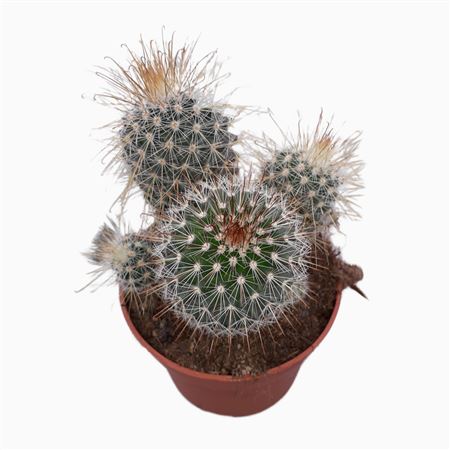 Mammillaria Magnifica