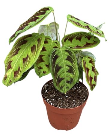 Maranta Noid