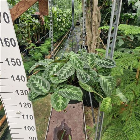 Maranta Leuconeura Hanging