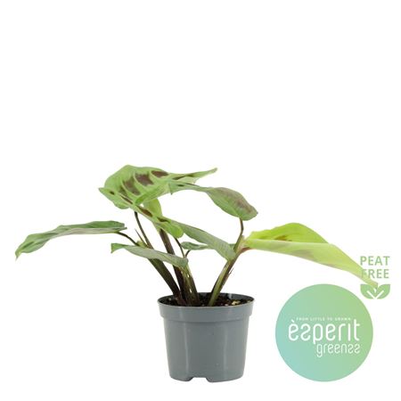 Maranta Kerchoveana