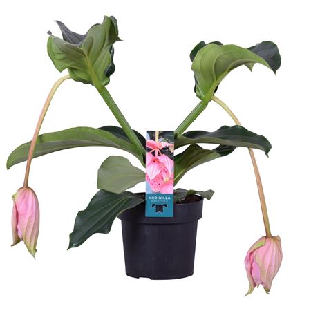 Medinilla Magnifica 2+