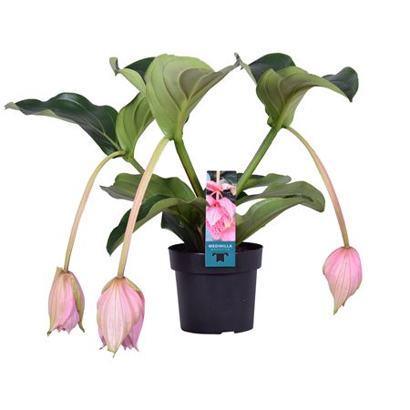 Medinilla Magnifica 3+