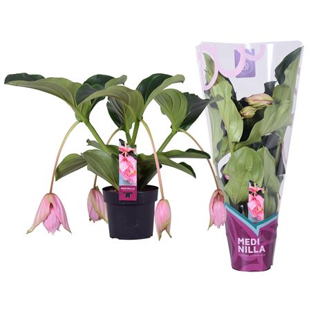 Medinilla Magnifica 2 Etage 4fl. Exclusive Sleeve