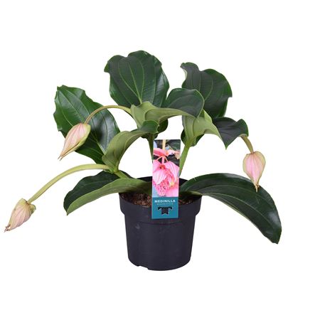 Medinilla Magnifica 3+