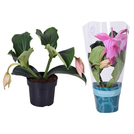 Medinilla Magnifica 2+ Tibatuno Sleeve
