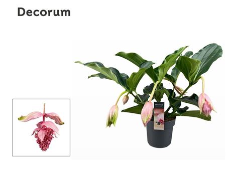 Medinilla Magnifica 2 Etage 5+ (decorum)