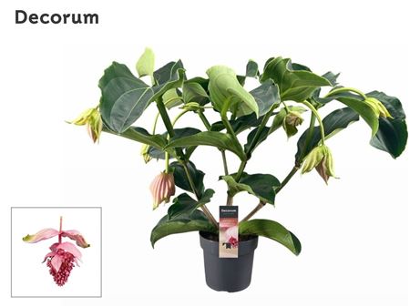 Medinilla Magnifica 3 Etage 5+ (decorum)