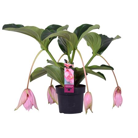 Medinilla Magnifica 4+ Pinatubo Etiket