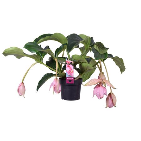 Medinilla Magnifica 6+